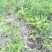 野生鸡屎藤苗，！！！！！！！！！！！！！！！！！！！！！