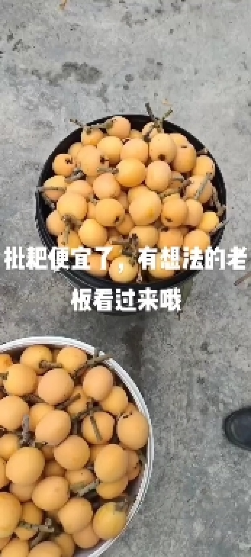 五星枇杷