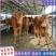 广西黄牛仔，鲁西黄牛犊，肉牛犊，小牛犊，涨势快，一手货源