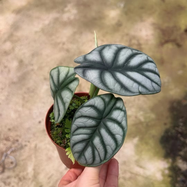 白犀牛海芋，基地直销，质量非常好，量大价优