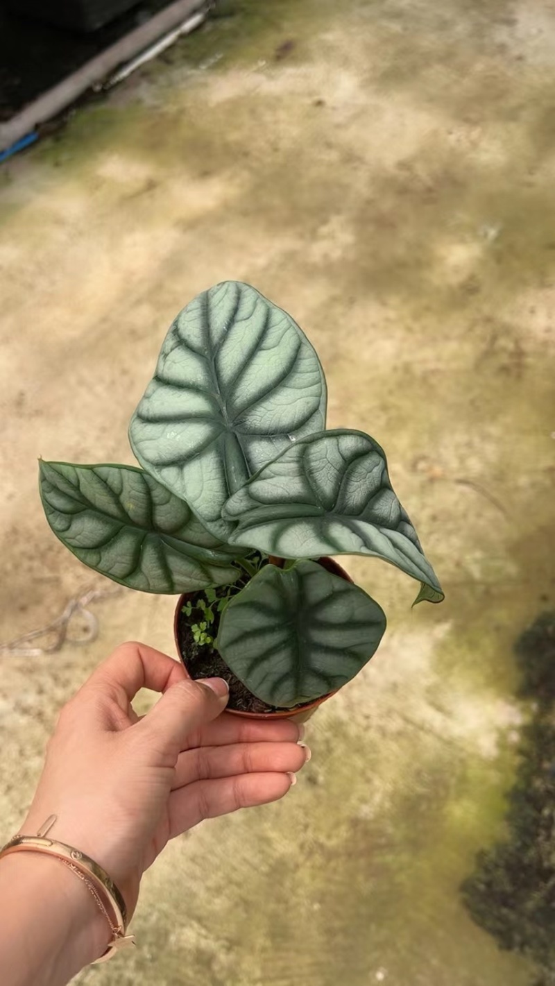 白犀牛海芋，基地直销，质量非常好，量大价优
