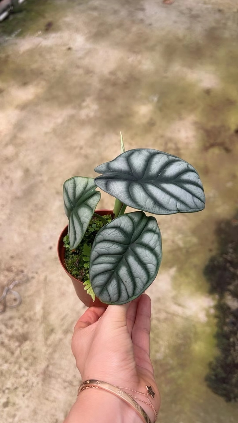 白犀牛海芋，基地直销，质量非常好，量大价优