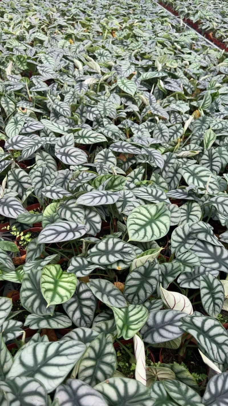 白犀牛海芋，基地直销，质量非常好，量大价优