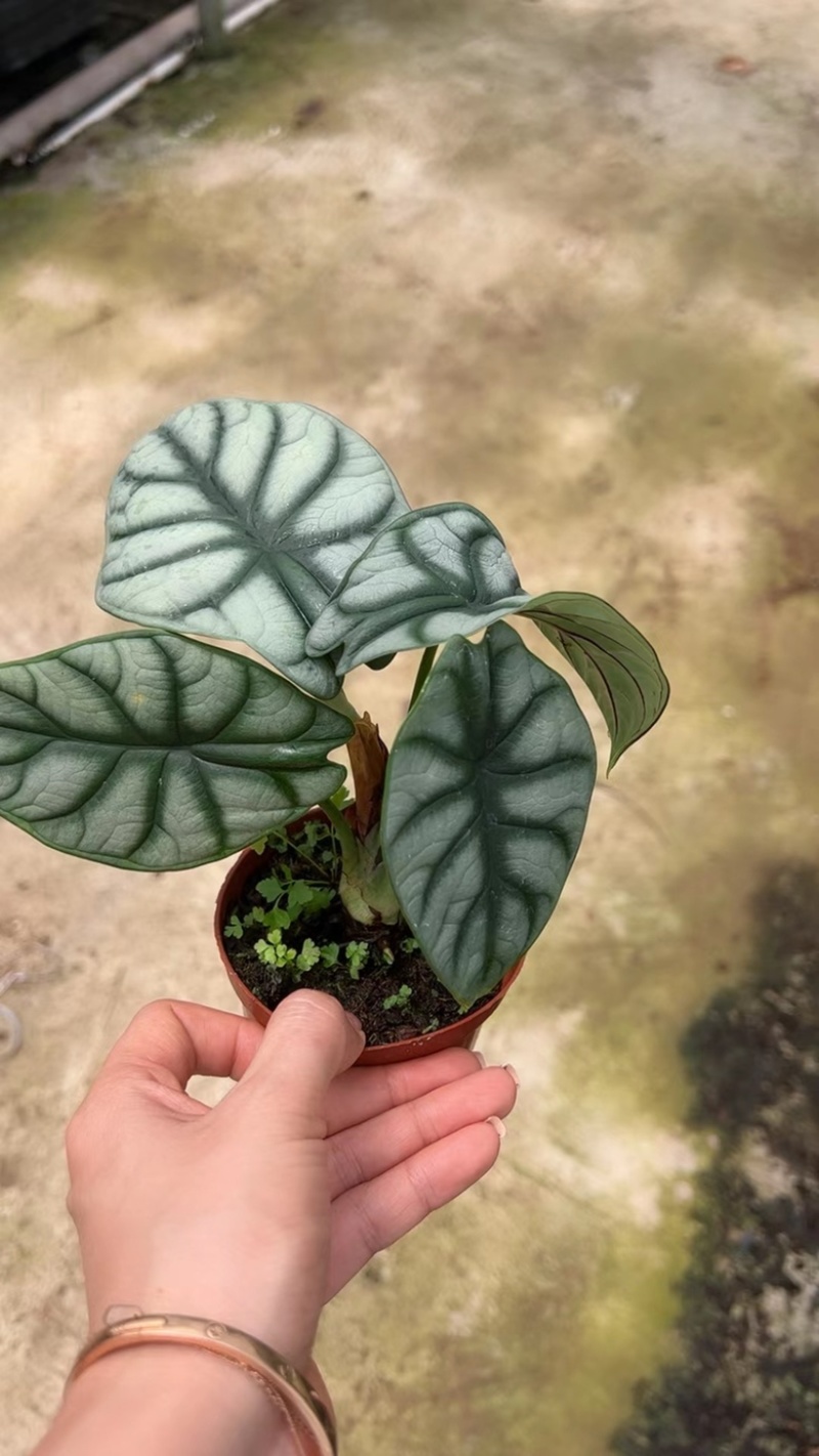 白犀牛海芋，基地直销，质量非常好，量大价优