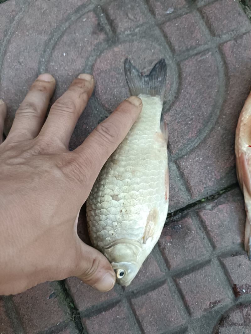 冰鲜叼子鱼