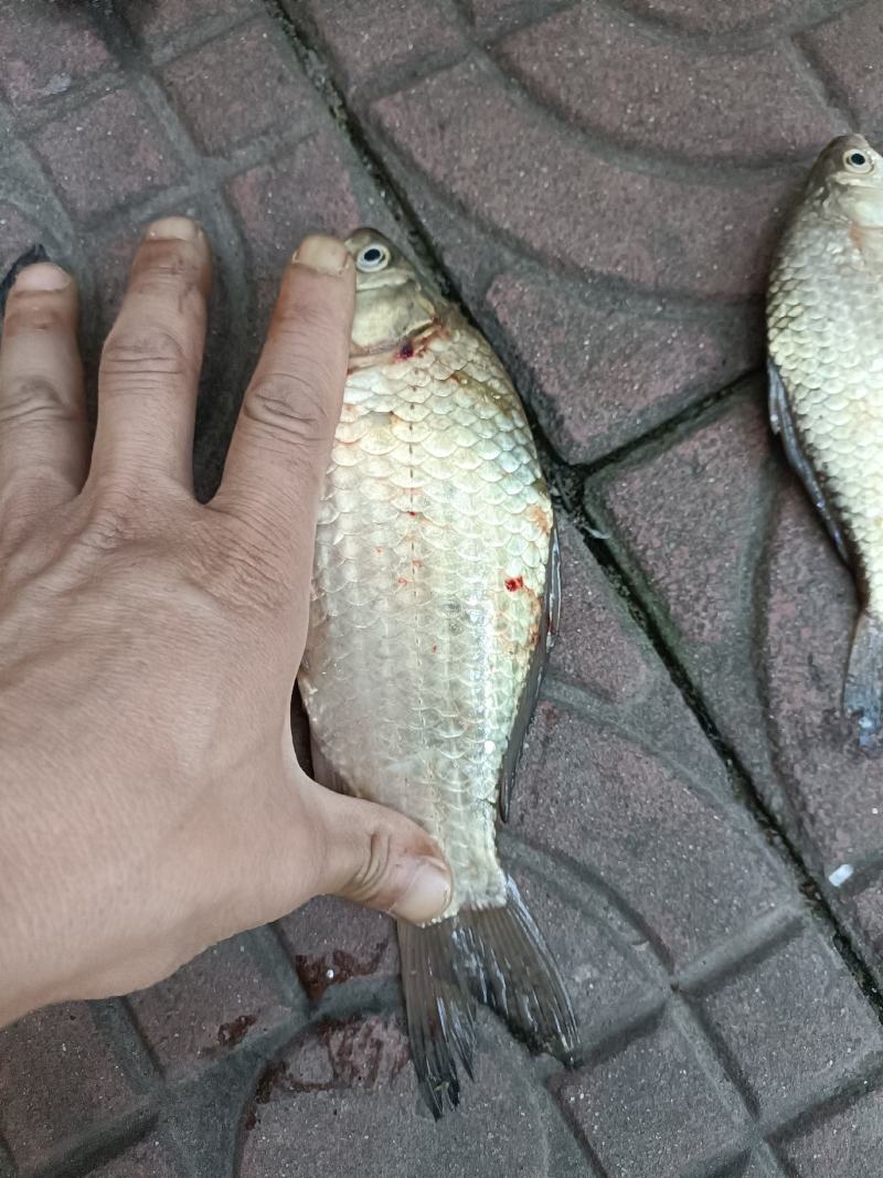 冰鲜叼子鱼