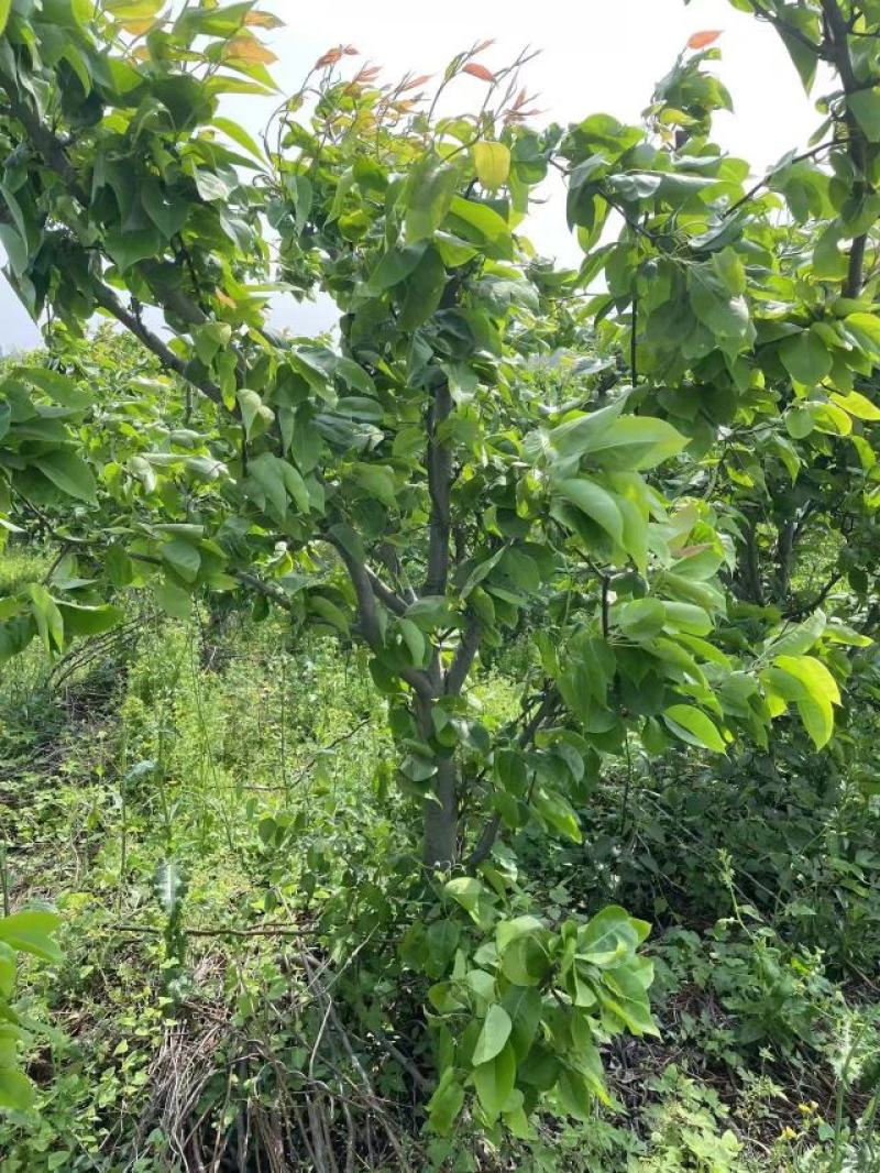 【热销】5-6公分精品梨树基地直供带土球欢迎采购
