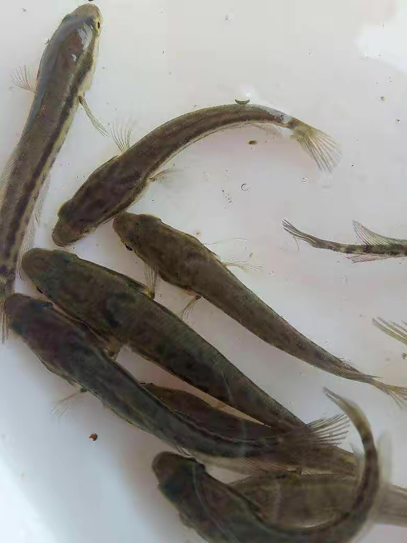 【实力】大口鲢鱼苗，重庆鲢鱼苗，潼南鱼苗，产地一手货源
