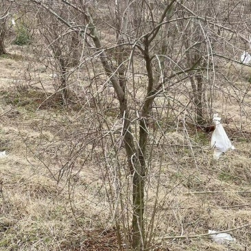 【石榴树】山东精品带土球石榴树基地直供现挖现发欢迎