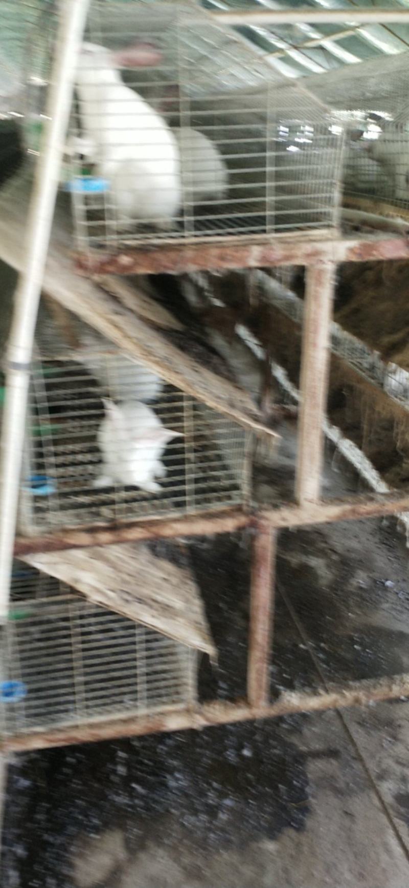 肉兔公羊兔长毛兔宠物兔比利时新西兰莲山黑等十多个品种齐全