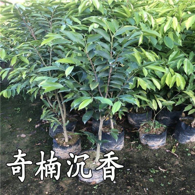 正宗名贵嫁接奇楠沉香树苗母树奇楠沉香一代苗电白奇楠之乡