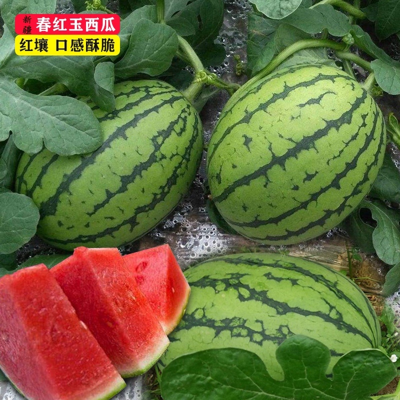 红玉西瓜