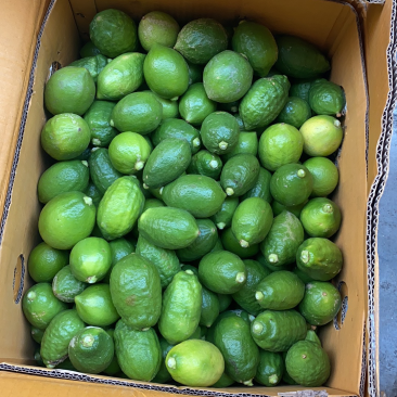 广东香水柠檬