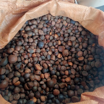 山茶籽