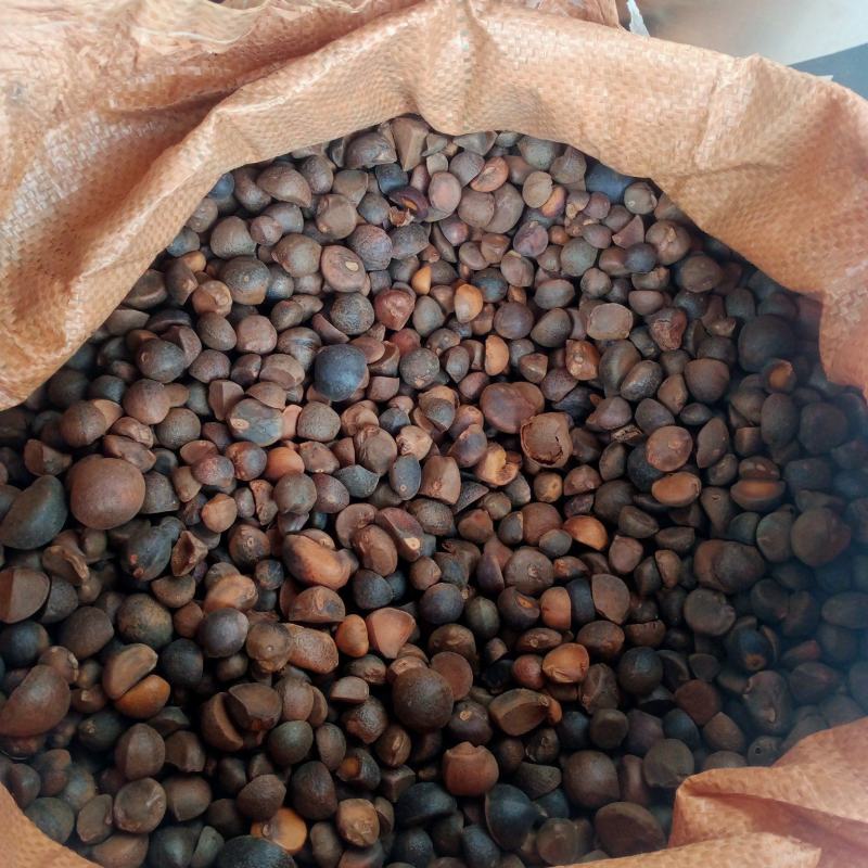 山茶籽