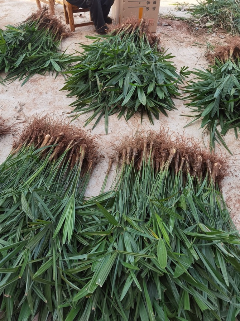 荷包棕苗荷包棕棕树苗棕树棕榈树苗食用棕树苞棕苞