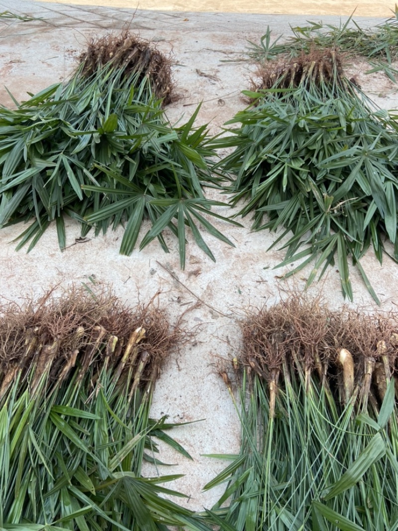 荷包棕苗荷包棕棕树苗棕树棕榈树苗食用棕树苞棕苞