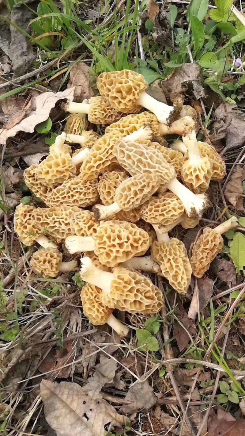 秦岭深山纯野生精品羊肚菌精选优质仿野生种植羊肚菌干货