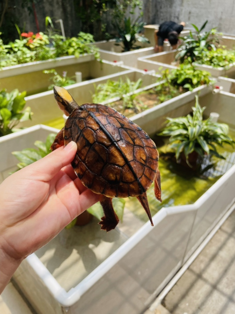 4俩重海南精品大黄头