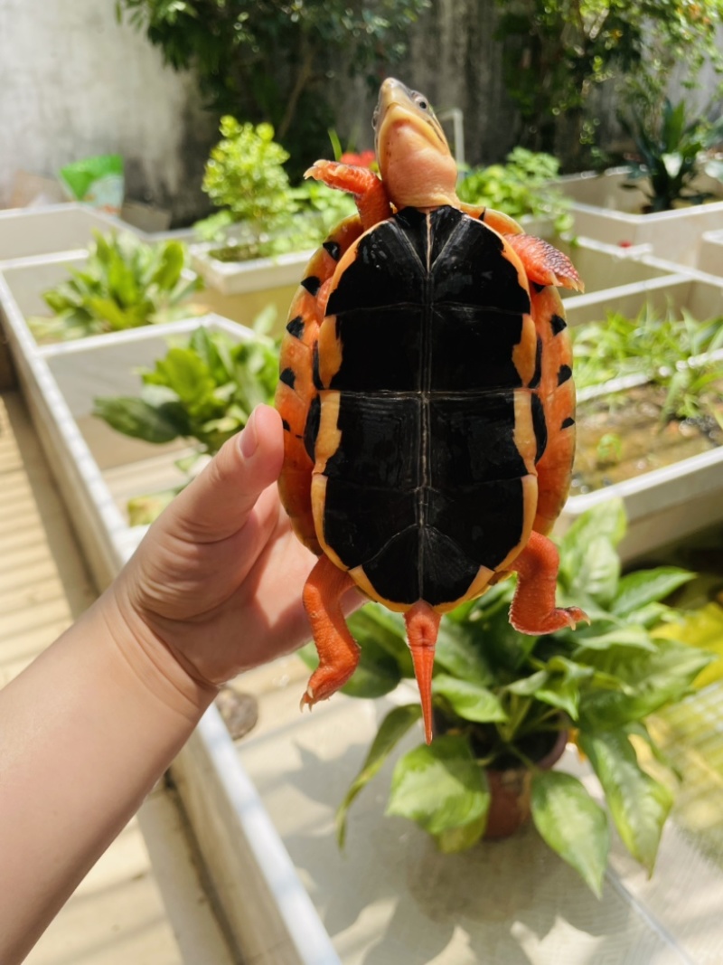 4俩重海南精品大黄头