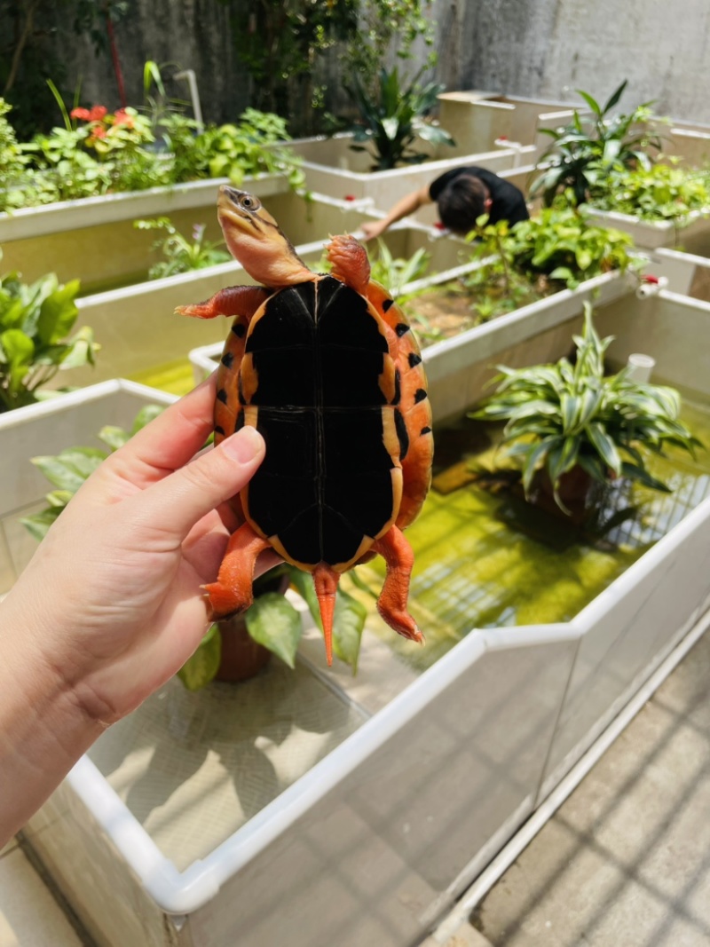 4俩重海南精品大黄头