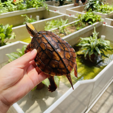 4俩重海南精品大黄头