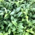 五指山大叶种茶苗，五指山茶树苗。五指山红茶苗，儋州茶叶苗