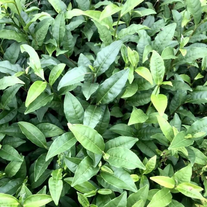 五指山大叶种茶苗，五指山茶树苗。五指山红茶苗，儋州茶叶苗