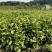 五指山大叶种茶苗，五指山茶树苗。五指山红茶苗，儋州茶叶苗