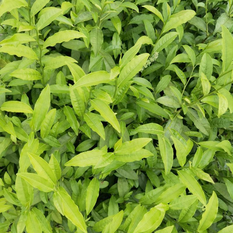 五指山大叶种茶苗，五指山茶树苗。五指山红茶苗，儋州茶叶苗