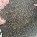 【文斌药业】车前子干净无杂质产地江西货地道药材