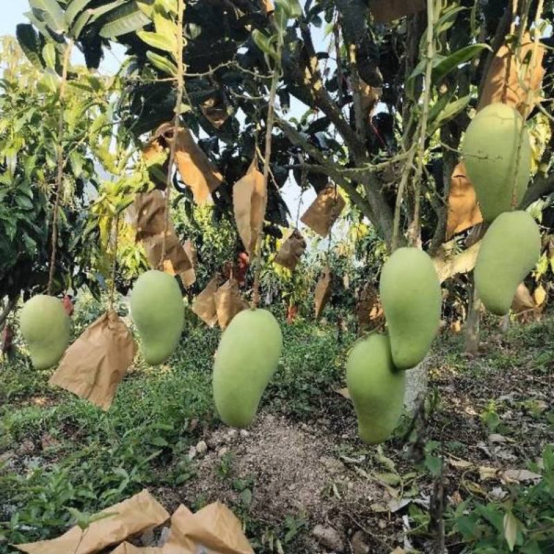 金煌芒4两以上，鲜优果蜀供应链