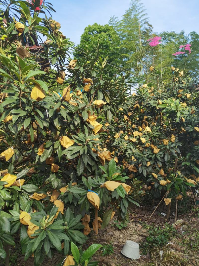白沙枇杷