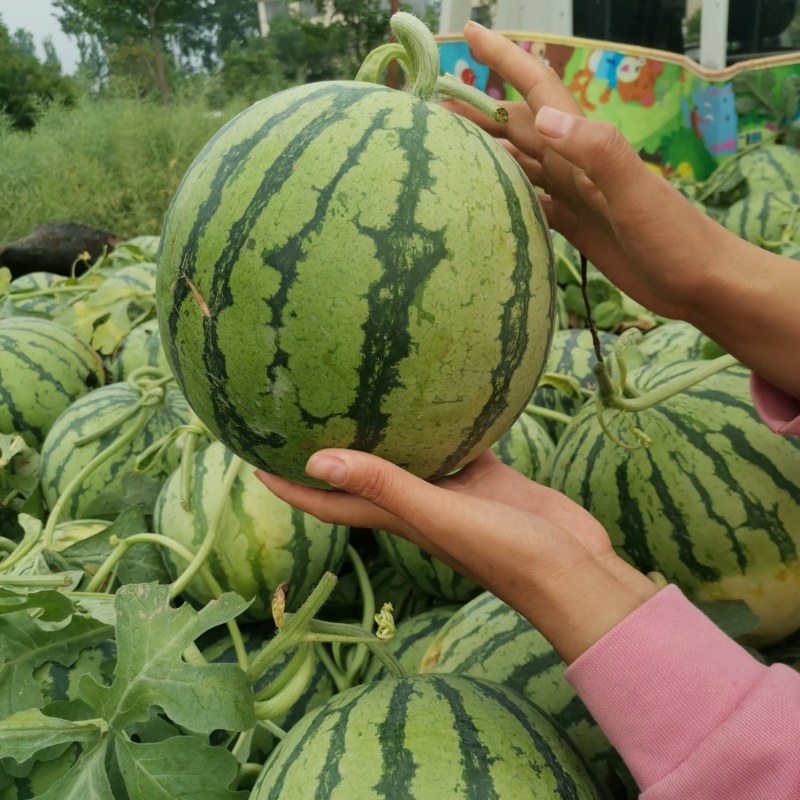 精品美都，直生苗，质量好，价格合理欢迎新老客户前来合作