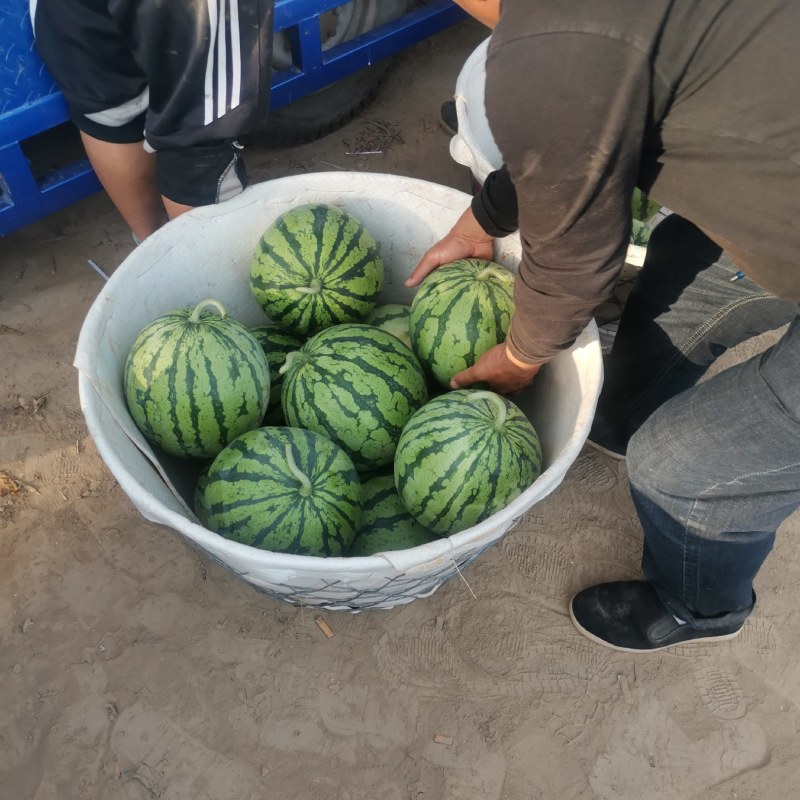 精品美都，直生苗，质量好，价格合理欢迎新老客户前来合作