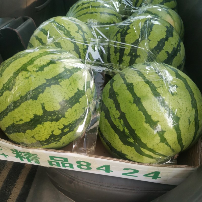精品美都，直生苗，质量好，价格合理欢迎新老客户前来合作