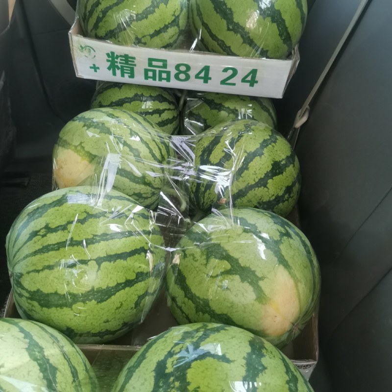 精品美都，直生苗，质量好，价格合理欢迎新老客户前来合作