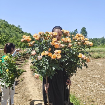 欧月棒棒糖，芬芳宝石，浓香型条纹品种，微月，勤花值得拥有