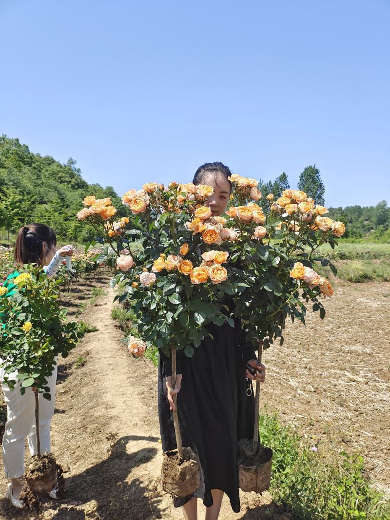 欧月棒棒糖，芬芳宝石，浓香型条纹品种，微月，勤花值得拥有