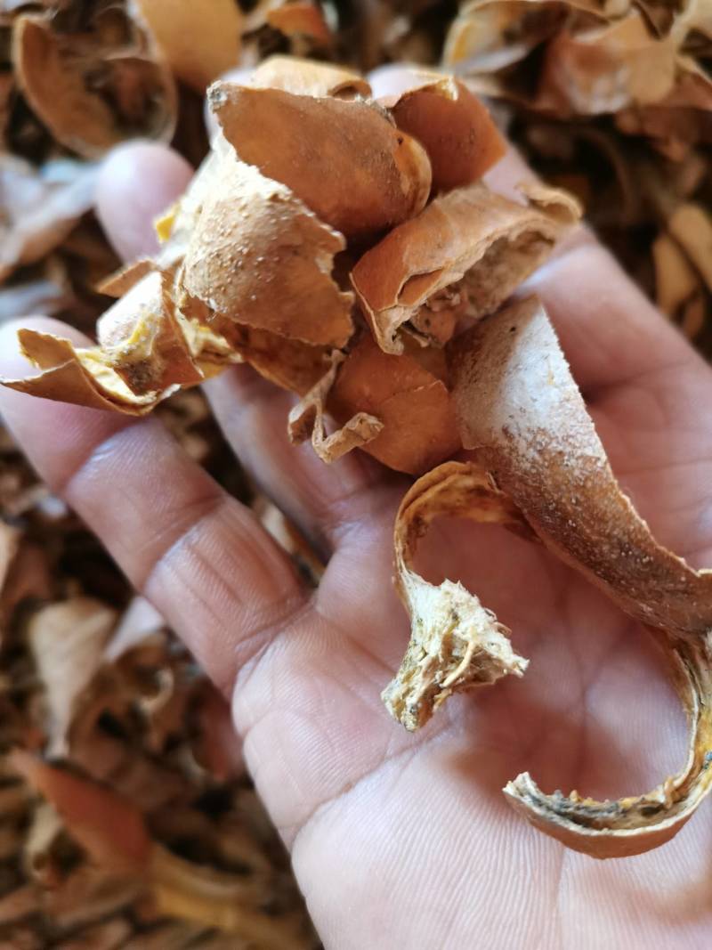 瓜蒌皮，新货