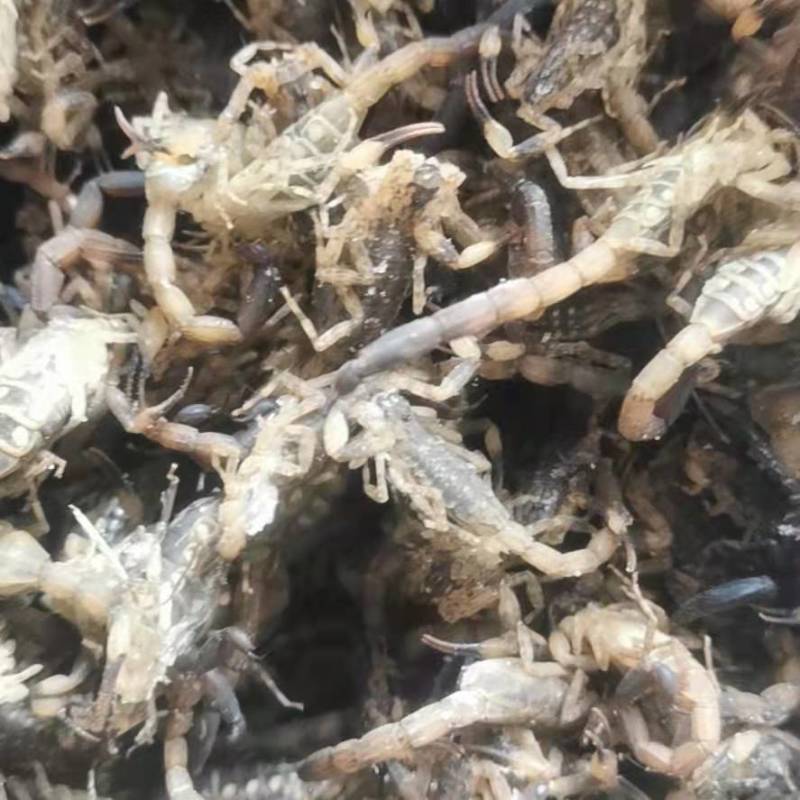 全蝎，中药材蝎子，全虫，活蝎，冻蝎，干蝎一手货源，产地直
