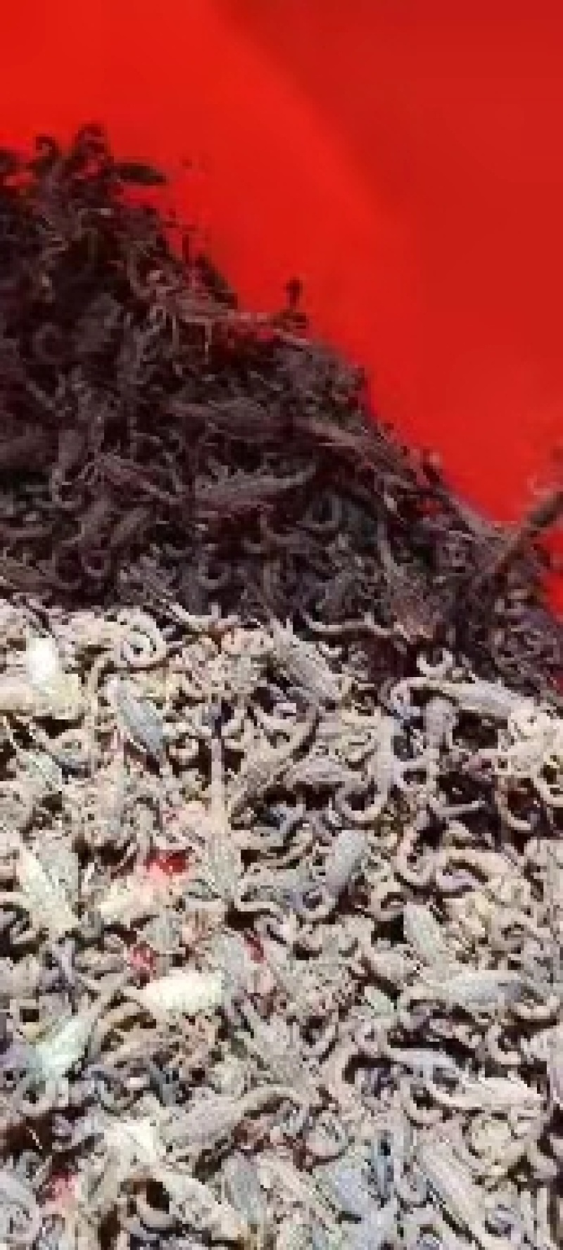 全蝎，中药材蝎子，全虫，活蝎，冻蝎，干蝎一手货源，产地直