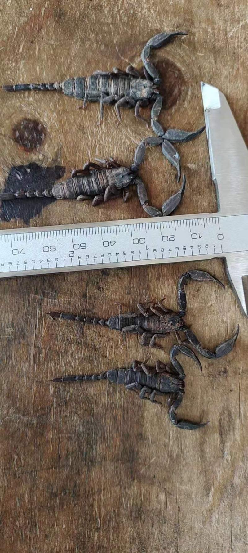 全蝎，中药材蝎子，全虫，活蝎，冻蝎，干蝎一手货源，产地直