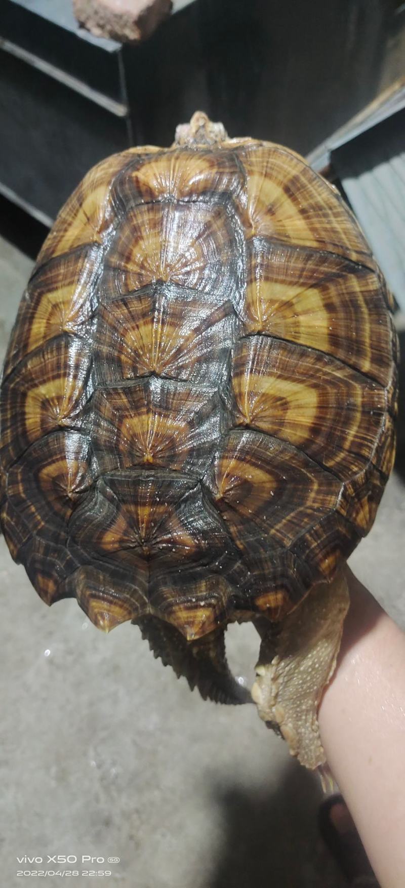 6到15斤鳄龟一个包邮