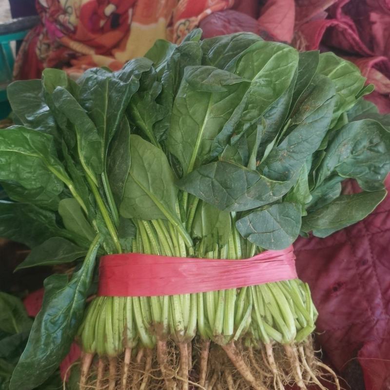 精品菠菜大量上市，产地直发，新鲜采摘，欢迎各地商量联系