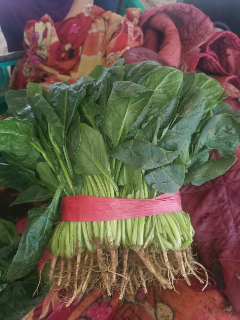 精品菠菜大量上市，产地直发，新鲜采摘，欢迎各地商量联系