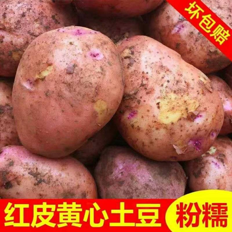 云南高原土豆88号新鲜洋芋红皮黄心马铃薯大小土豆一件代发