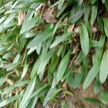 单叶大果石橄榄石仙桃50斤起批不包邮