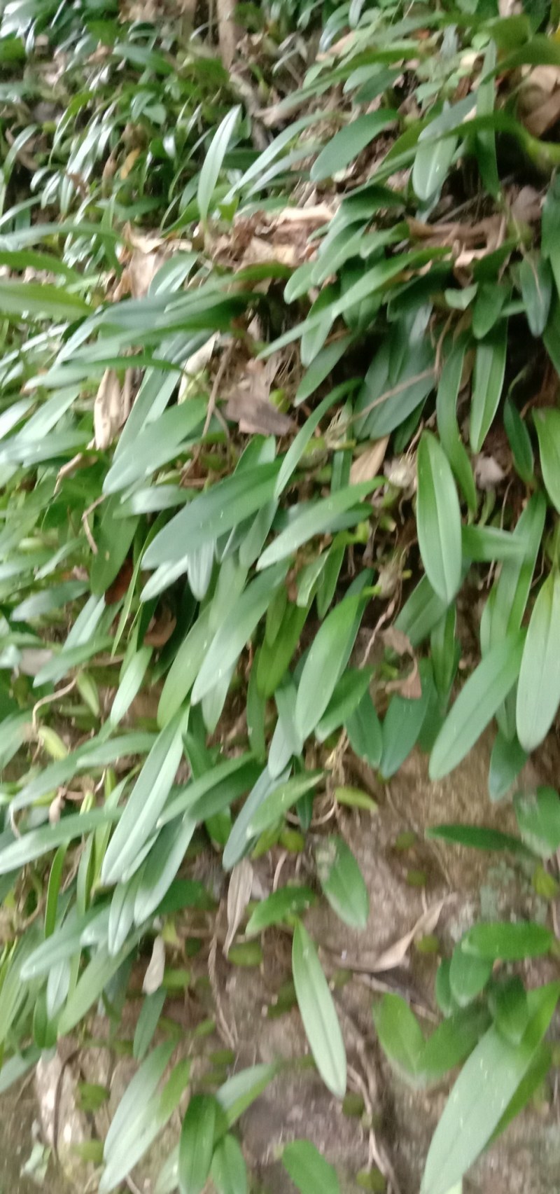 单叶大果石橄榄石仙桃50斤起批不包邮