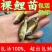 【实力】裸斑鱼苗，重庆潼南裸斑鱼苗，成活率高，质优价廉
